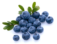 blueberries Wholesale Blueberries in Michigan