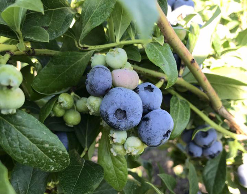 UPick Blueberries Crossroads Blueberry Farm Grand Haven