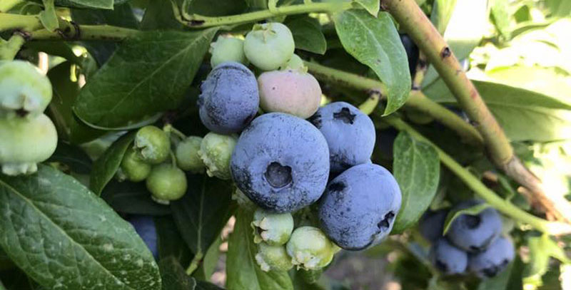 U-Pick Blueberries in West Michigan - Crossroads Blueberry ...
