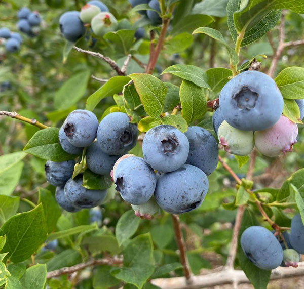 Local U-Pick Michigan Blueberries